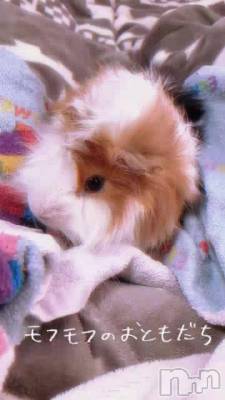 ꒰՞ ̳o̴̶̷̤  ̫ o̴̶̷̤` ̳՞꒱դ