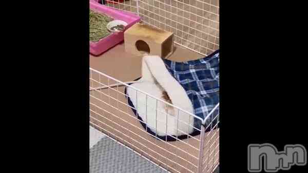 &#x1F439;äդȤ&#x1F439;