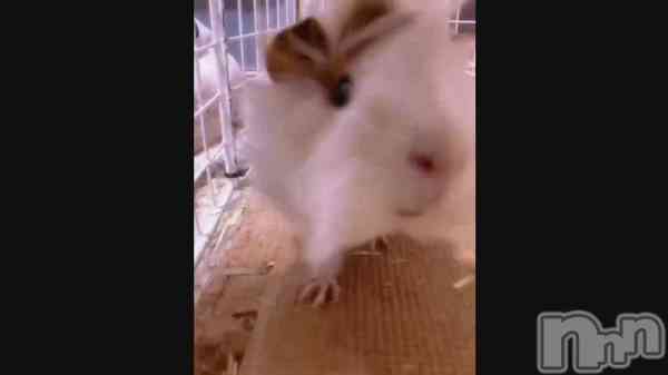 ֤衼Ӥ&#x1F439;