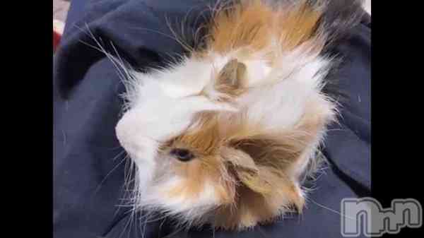 ֡ĶӤǤĤ&#x1F439;