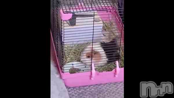 ֤⤰⤰&#x1F439;