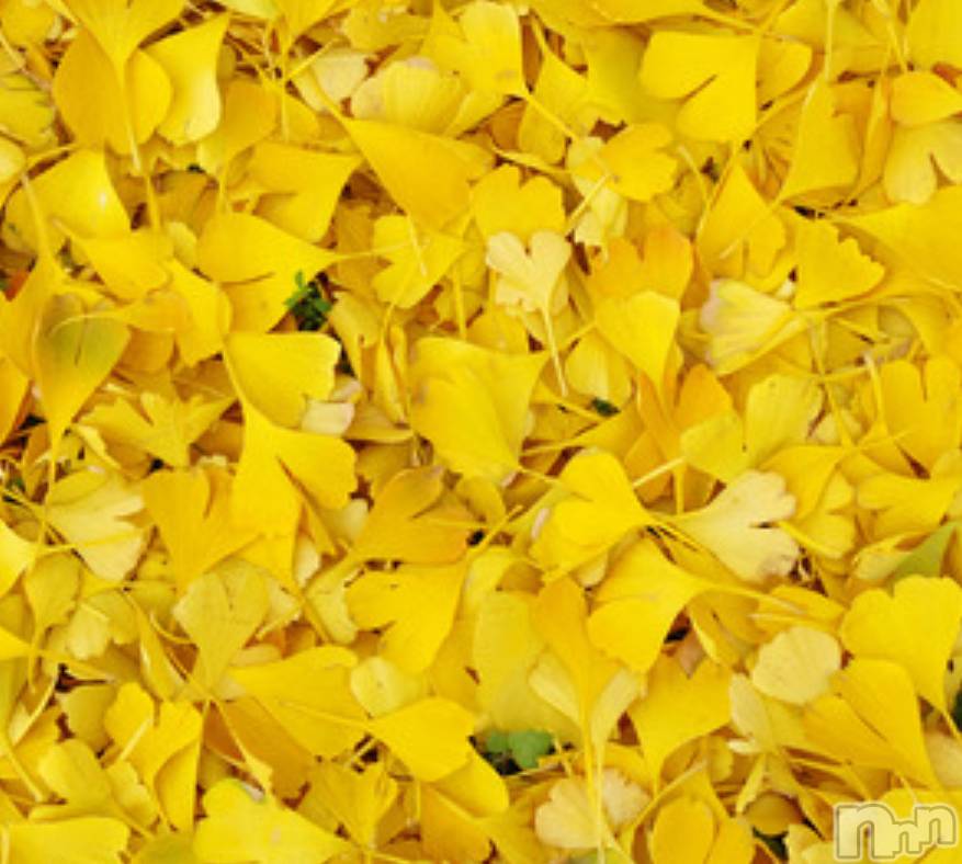 ܱХ顦֥ ץ ( ץ ޥĥ) 2025ǯ121ֽ̥֥жС