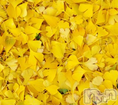 ���ܱ�������Х��顦����֥���� �ץ���� ����(����� �ץ���� �ޥĥ��) �ᤰ�ߤ�12��1���̥�֥����ֽжС�