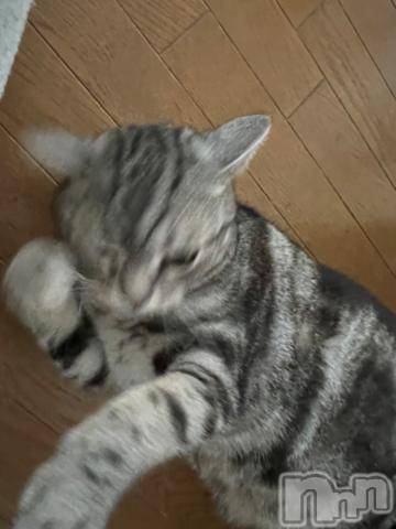 新潟デリヘル五十路マダム新潟店(カサブランカグループ)(イソジマダムニイガタテン) 夏目みな(51)の2月28日写メブログ「猫パンチ」