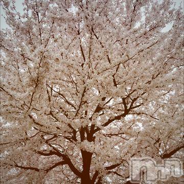 新潟デリヘル五十路マダム新潟店(カサブランカグループ)(イソジマダムニイガタテン) 夏目みな(51)の4月5日写メブログ「桜」