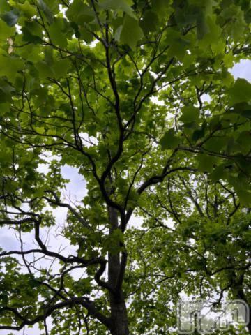 新潟デリヘル五十路マダム新潟店(カサブランカグループ)(イソジマダムニイガタテン) 夏目みな(51)の5月28日写メブログ「おはようございます」