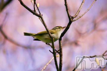 新潟デリヘル五十路マダム新潟店(カサブランカグループ)(イソジマダムニイガタテン) 夏目みな(51)の6月26日写メブログ「交互に…」
