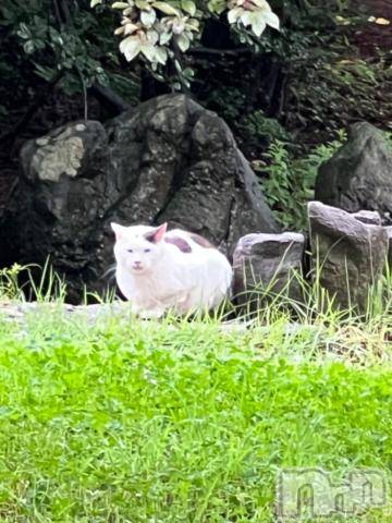 新潟デリヘル五十路マダム新潟店(カサブランカグループ)(イソジマダムニイガタテン) 夏目みな(51)の7月11日写メブログ「おはようございます」