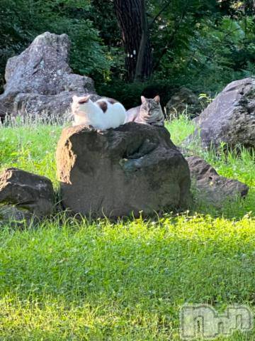 新潟デリヘル五十路マダム新潟店(カサブランカグループ)(イソジマダムニイガタテン) 夏目みな(51)の7月17日写メブログ「こんにちは」