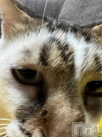 新潟デリヘル五十路マダム新潟店(カサブランカグループ)(イソジマダムニイガタテン) 夏目みな(51)の12月8日写メブログ「近い近い」