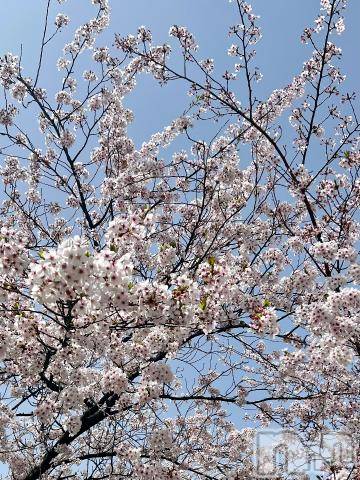 新潟デリヘル五十路マダム新潟店(カサブランカグループ)(イソジマダムニイガタテン) 夏目みな(51)の4月17日写メブログ「お花見」
