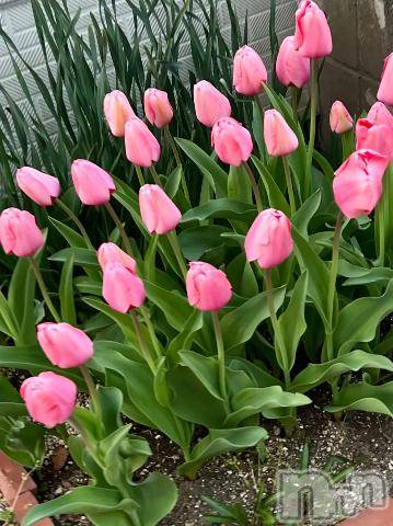 新潟デリヘル五十路マダム新潟店(カサブランカグループ)(イソジマダムニイガタテン) 夏目みな(51)の4月20日写メブログ「ずっと」