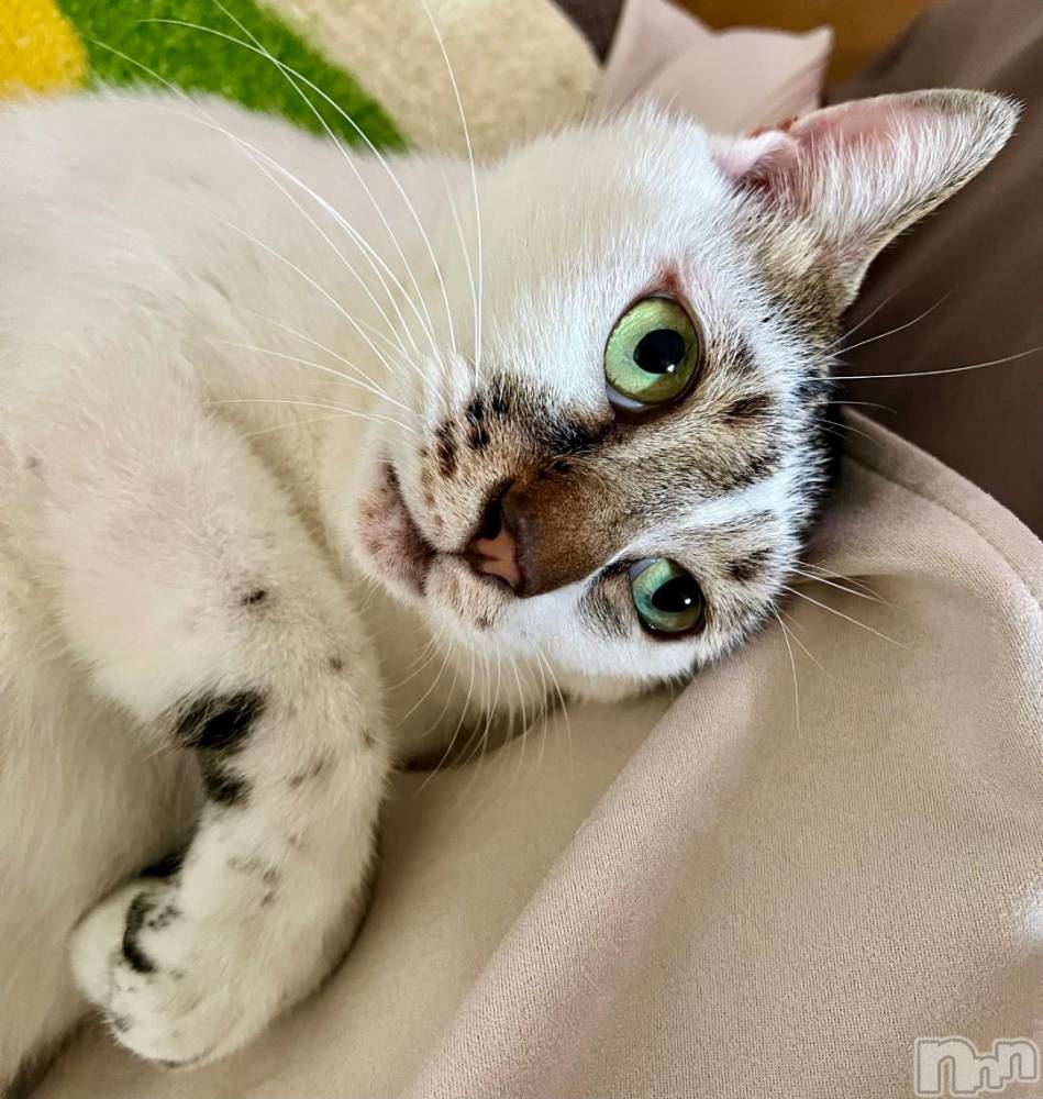 新潟デリヘル五十路マダム新潟店(カサブランカグループ)(イソジマダムニイガタテン) 夏目みな(51)の10月25日写メブログ「くっついて」