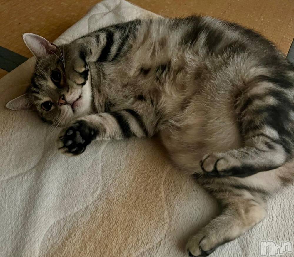 新潟デリヘル五十路マダム新潟店(カサブランカグループ)(イソジマダムニイガタテン) 夏目みな(51)の11月28日写メブログ「うんうん」