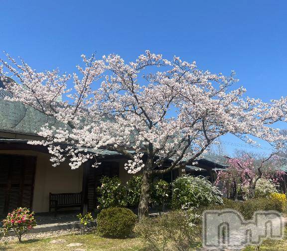 新潟デリヘル五十路マダム新潟店(カサブランカグループ)(イソジマダムニイガタテン) 夏目みな(51)の4月13日写メブログ「見納め？」