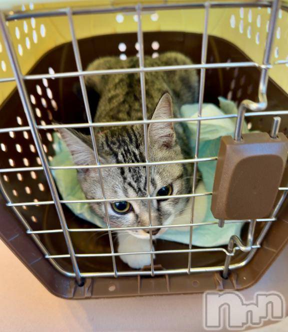 新潟デリヘル五十路マダム新潟店(カサブランカグループ)(イソジマダムニイガタテン) 夏目みな(51)の12月2日写メブログ「抜糸」