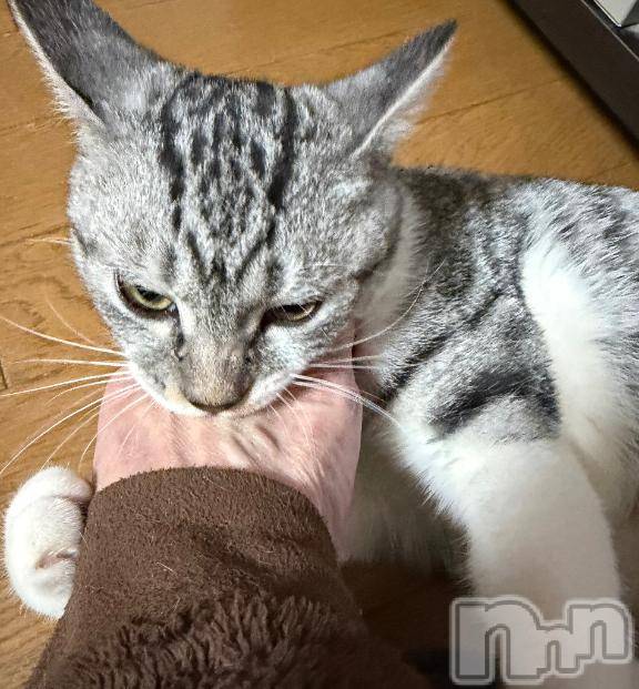 新潟デリヘル五十路マダム新潟店(カサブランカグループ)(イソジマダムニイガタテン) 夏目みな(51)の12月28日写メブログ「野生味溢れる」