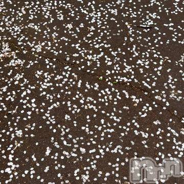 新潟デリヘル五十路マダム新潟店(カサブランカグループ)(イソジマダムニイガタテン)夏目みな(51)の2023年4月8日写メブログ「また来年…」