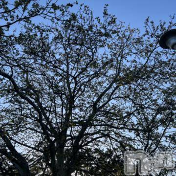 新潟デリヘル五十路マダム新潟店(カサブランカグループ)(イソジマダムニイガタテン)夏目みな(51)の2023年4月23日写メブログ「おはようございます」