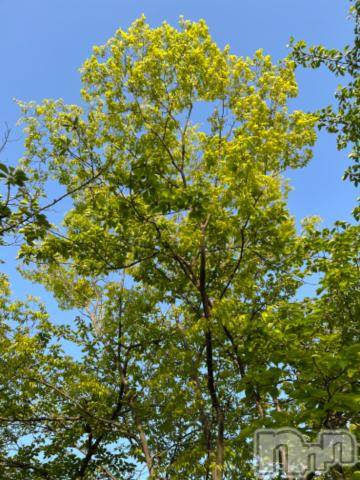 新潟デリヘル五十路マダム新潟店(カサブランカグループ)(イソジマダムニイガタテン)夏目みな(51)の2023年5月1日写メブログ「おはようございます」