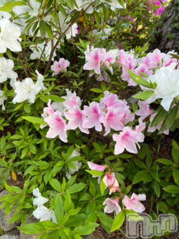 新潟デリヘル五十路マダム新潟店(カサブランカグループ)(イソジマダムニイガタテン)夏目みな(51)の2023年5月12日写メブログ「おはようございます」