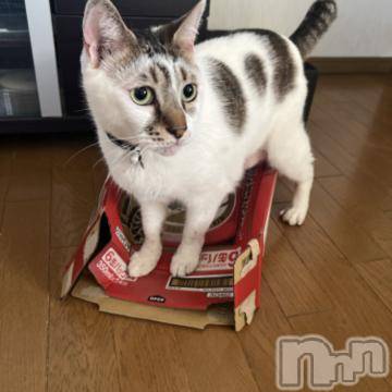 新潟デリヘル五十路マダム新潟店(カサブランカグループ)(イソジマダムニイガタテン)夏目みな(51)の2023年6月22日写メブログ「昨日のつづき」