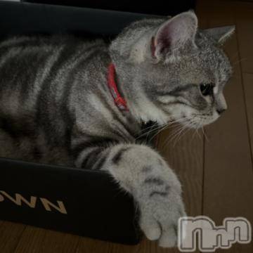 新潟デリヘル五十路マダム新潟店(カサブランカグループ)(イソジマダムニイガタテン)夏目みな(51)の2023年7月1日写メブログ「おはようございます」