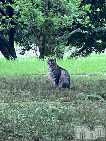 新潟デリヘル五十路マダム新潟店(カサブランカグループ)(イソジマダムニイガタテン)夏目みな(51)の2023年7月14日写メブログ「おはようございます」