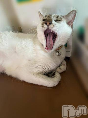 新潟デリヘル五十路マダム新潟店(カサブランカグループ)(イソジマダムニイガタテン)夏目みな(51)の2023年9月1日写メブログ「おはようございます」