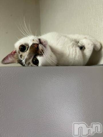 新潟デリヘル五十路マダム新潟店(カサブランカグループ)(イソジマダムニイガタテン)夏目みな(51)の2023年9月27日写メブログ「おはようございます」