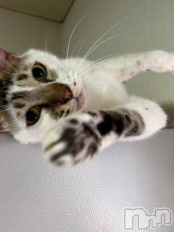 新潟デリヘル五十路マダム新潟店(カサブランカグループ)(イソジマダムニイガタテン)夏目みな(51)の2023年9月30日写メブログ「おはようございます」