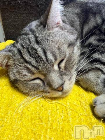 新潟デリヘル五十路マダム新潟店(カサブランカグループ)(イソジマダムニイガタテン)夏目みな(51)の2023年11月1日写メブログ「おはようございます」