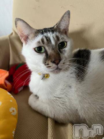 新潟デリヘル五十路マダム新潟店(カサブランカグループ)(イソジマダムニイガタテン)夏目みな(51)の2023年11月4日写メブログ「落ち着く」