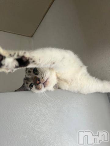 新潟デリヘル五十路マダム新潟店(カサブランカグループ)(イソジマダムニイガタテン)夏目みな(51)の2024年3月6日写メブログ「出勤しました♪」