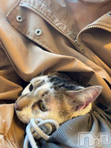 新潟デリヘル五十路マダム新潟店(カサブランカグループ)(イソジマダムニイガタテン)夏目みな(51)の2024年3月11日写メブログ「ご機嫌ななめ」