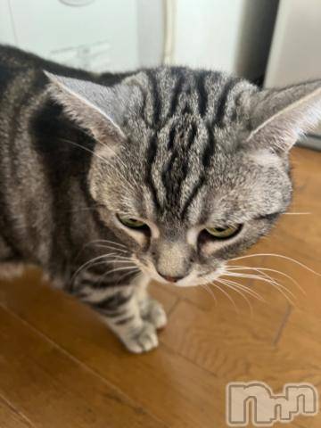 新潟デリヘル五十路マダム新潟店(カサブランカグループ)(イソジマダムニイガタテン)夏目みな(51)の2024年4月15日写メブログ「ねこ踏んじゃった」