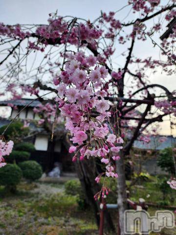 新潟デリヘル五十路マダム新潟店(カサブランカグループ)(イソジマダムニイガタテン)夏目みな(51)の2024年4月18日写メブログ「今日も」