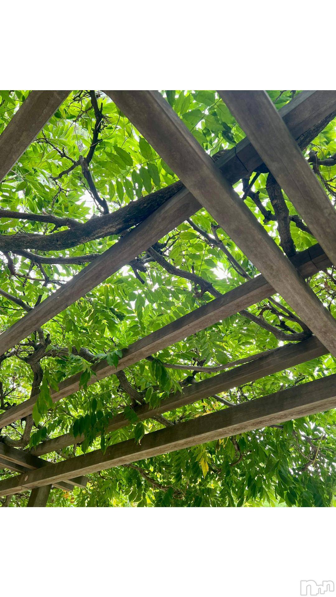 新潟デリヘル五十路マダム新潟店(カサブランカグループ)(イソジマダムニイガタテン)夏目みな(51)の2024年10月2日写メブログ「ボーーー」