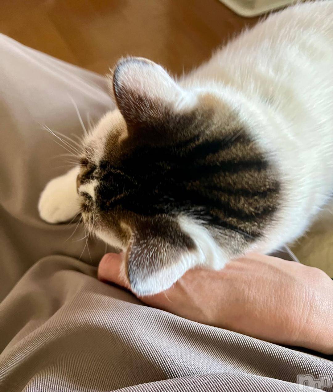 新潟デリヘル五十路マダム新潟店(カサブランカグループ)(イソジマダムニイガタテン)夏目みな(51)の2024年11月3日写メブログ「そろそろ」