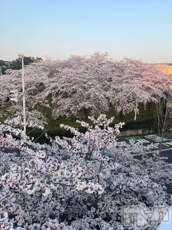 新潟デリヘル五十路マダム新潟店(カサブランカグループ)(イソジマダムニイガタテン)夏目みな(51)の2025年3月27日写メブログ「さくらの日」