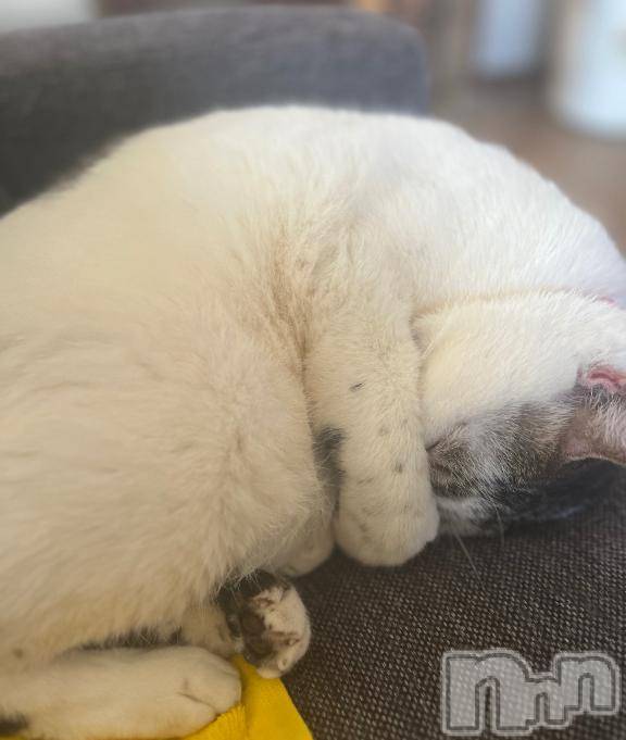 新潟デリヘル五十路マダム新潟店(カサブランカグループ)(イソジマダムニイガタテン)夏目みな(51)の2025年3月31日写メブログ「基準がわからん…」