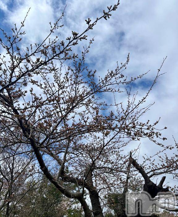 新潟デリヘル五十路マダム新潟店(カサブランカグループ)(イソジマダムニイガタテン)夏目みな(51)の2025年4月4日写メブログ「まだまだだ」