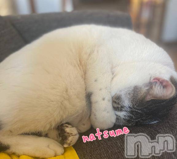 新潟デリヘル五十路マダム新潟店(カサブランカグループ)(イソジマダムニイガタテン)夏目みな(51)の2025年4月9日写メブログ「お花見」