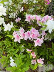 新潟デリヘル五十路マダム新潟店(カサブランカグループ)(イソジマダムニイガタテン) 夏目みな(51)の5月12日写メブログ「おはようございます」