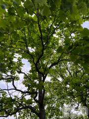 新潟デリヘル五十路マダム新潟店(カサブランカグループ)(イソジマダムニイガタテン) 夏目みな(51)の5月28日写メブログ「おはようございます」