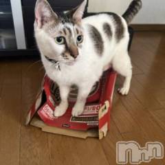 新潟デリヘル五十路マダム新潟店(カサブランカグループ)(イソジマダムニイガタテン) 夏目みな(51)の6月22日写メブログ「昨日のつづき」