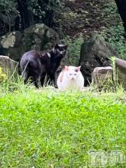 新潟デリヘル五十路マダム新潟店(カサブランカグループ)(イソジマダムニイガタテン) 夏目みな(51)の7月13日写メブログ「おはようございます」