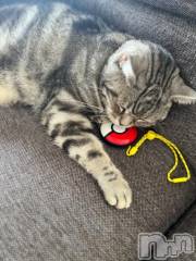 新潟デリヘル五十路マダム新潟店(カサブランカグループ)(イソジマダムニイガタテン) 夏目みな(51)の8月19日写メブログ「おはようございます」