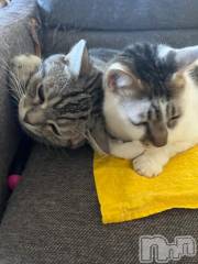 新潟デリヘル五十路マダム新潟店(カサブランカグループ)(イソジマダムニイガタテン) 夏目みな(51)の10月13日写メブログ「こんにちは」