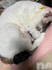 新潟デリヘル五十路マダム新潟店(カサブランカグループ)(イソジマダムニイガタテン) 夏目みな(51)の10月26日写メブログ「おはようございます」